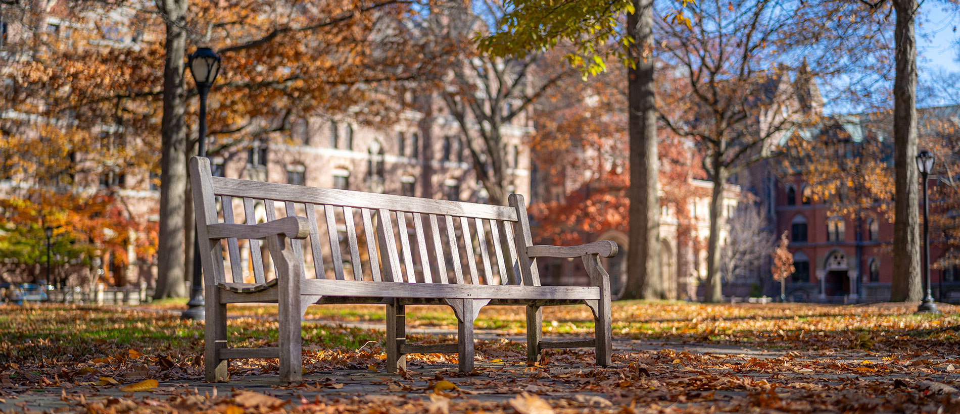 Sunny bench with autumn leaves all around