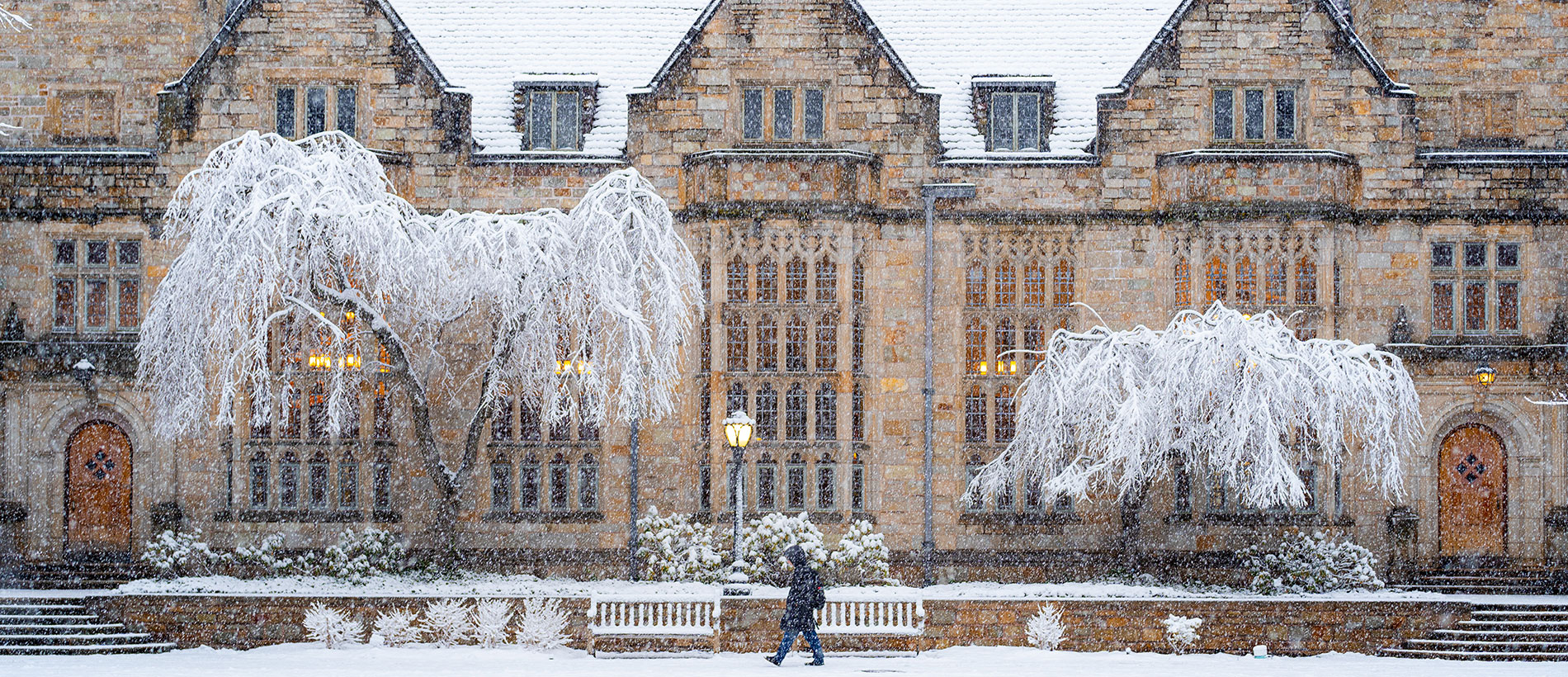 Beautiful snowy trees in front of old stone buildings