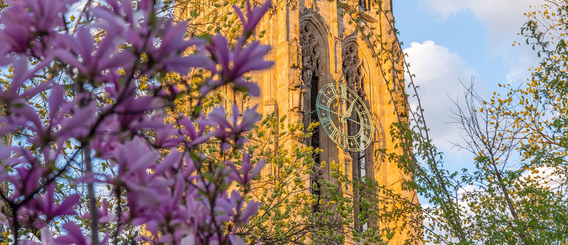 Yale clocktower with flowing trees in in front of it